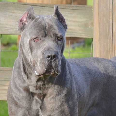 Cane Corso Puppies For Sale - Blue Kings Cane Corso