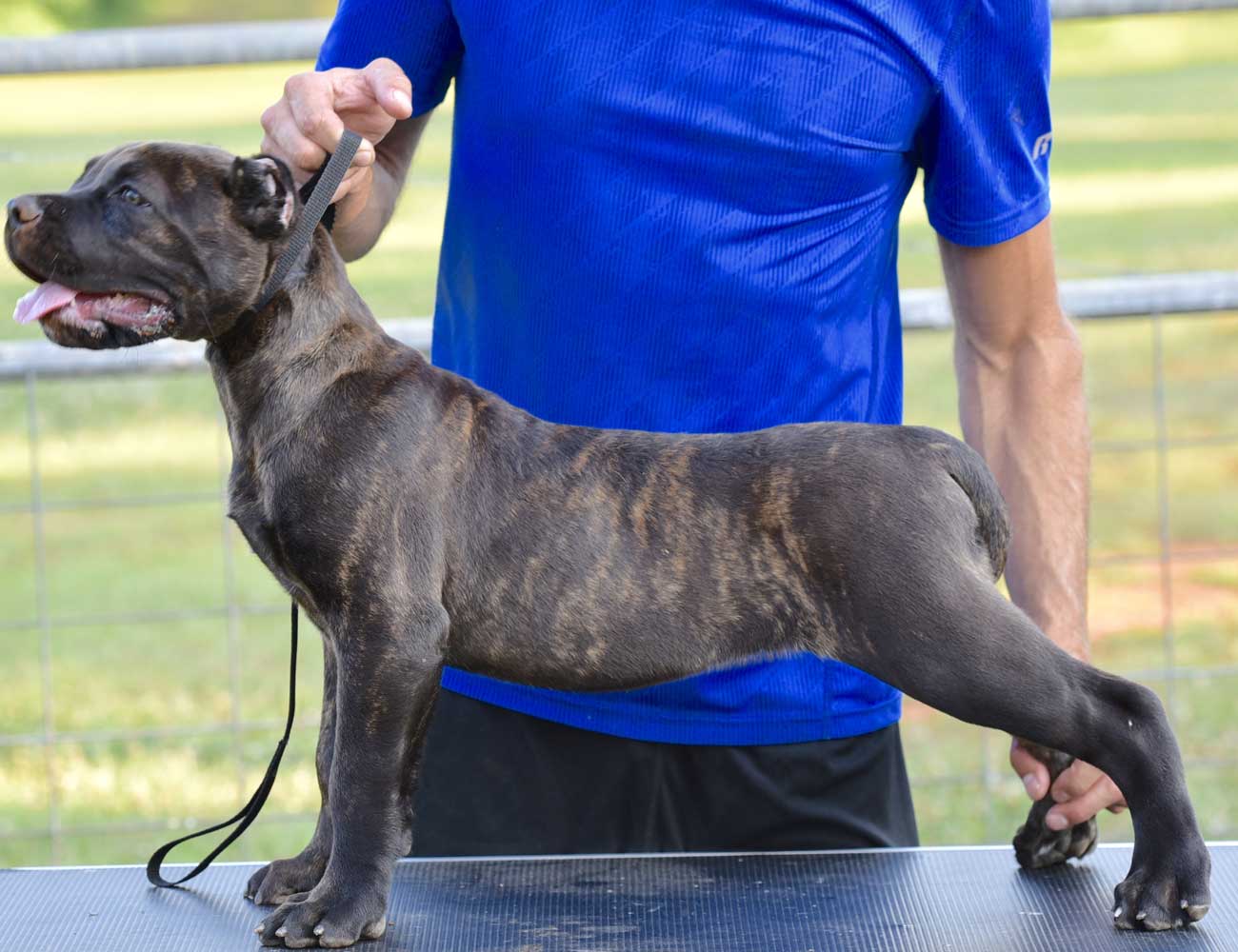 Buy Cane Corso Snubbies & Get 10% Off + 20% AutoShip Subscriptions + Free  Shipping