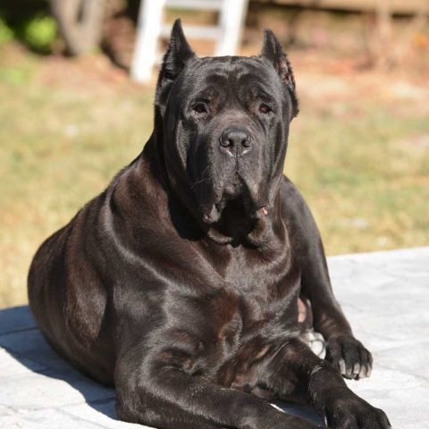 Female Cane Corso for Sale, Cane Corso Female Puppies