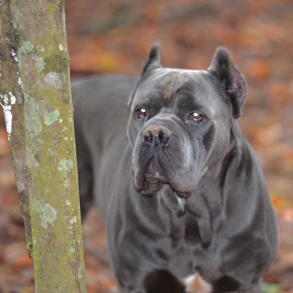 Blue Male Cane Corso - Blue Kings Cane Corso