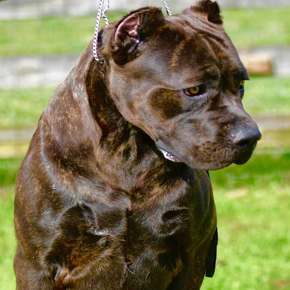 Female Cane Corso for Sale, Cane Corso Female Puppies