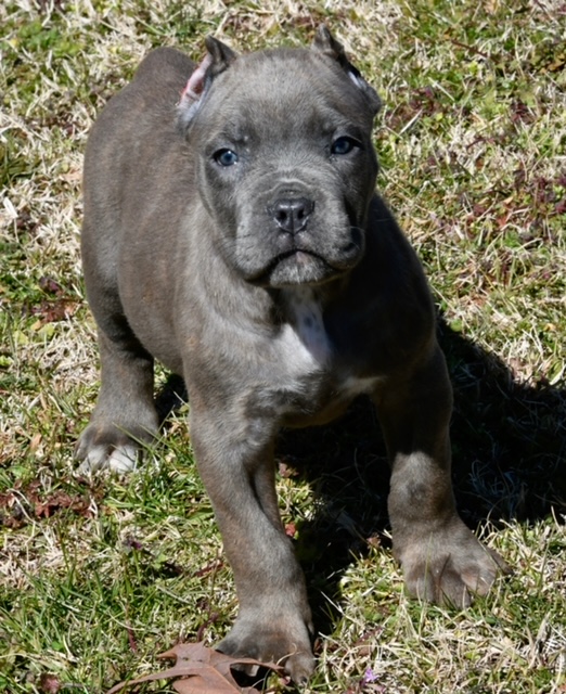 Cane Corso Puppies For Sale | Atlanta, GA