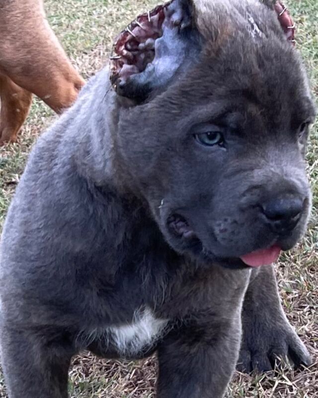 blue cane corso mastiff puppy