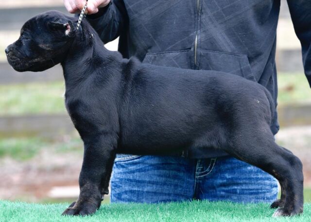 Blue Kings Cane Corso