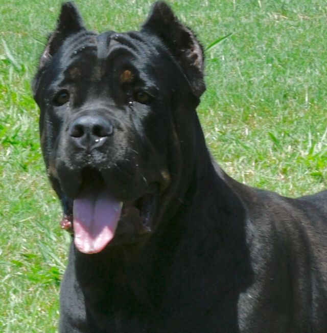 Buy Cane Corso Snubbies & Get 10% Off + 20% AutoShip Subscriptions + Free  Shipping