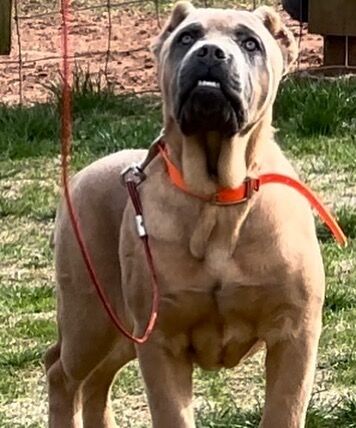 Grand Cane Corso Grey Color Lies Sofa King Looking Camera Stock