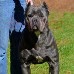 full size cane corso｜TikTok Search